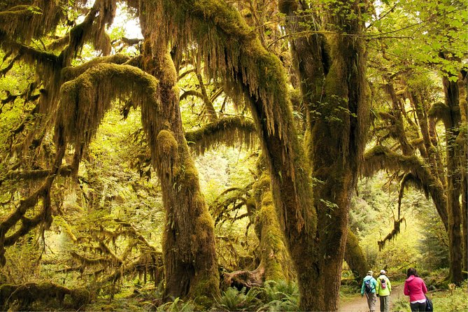 3 Days in Olympic National Park from Seattle: Silent Forest - Hoh Rainforest - Small-group comfort: what max 9 travelers changes