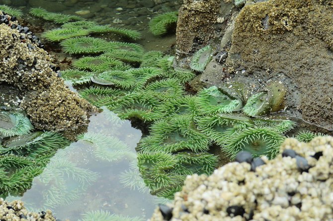 3 Days in Olympic National Park from Seattle: Silent Forest - Hoh Rainforest - Day 3: Lake Crescent waterfall stretch, then Hurricane Ridge deer and marmots