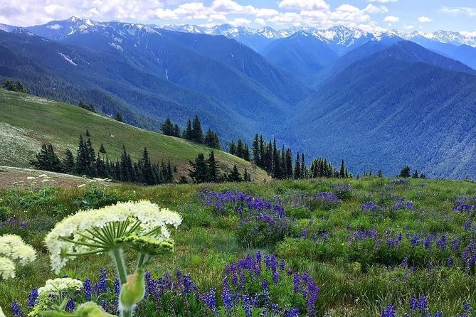 3 Days in Olympic National Park from Seattle: Silent Forest - Hoh Rainforest - Guides and small moments that lift the whole trip
