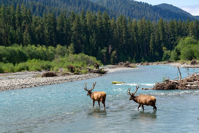 3 Days in Olympic National Park from Seattle: Silent Forest - Hoh Rainforest - Who this tour is best for