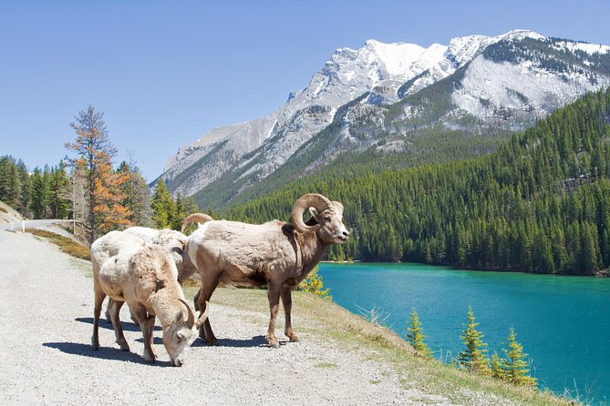 7-Day Small Group Tour: Canadian Rockies and National Parks - Vancouver + Sea to Sky Highway: A City Finish Before Heading Back
