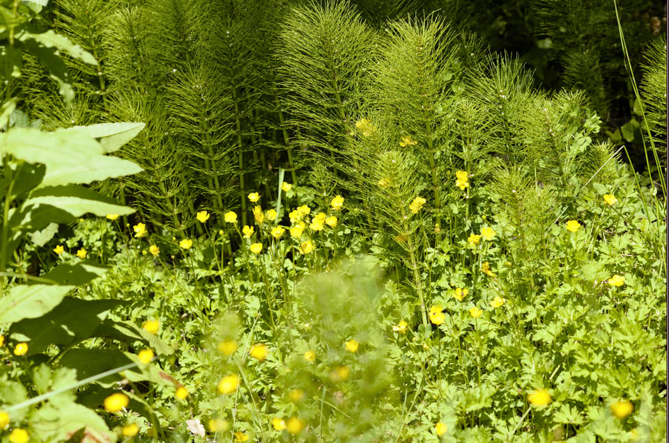 Bainbridge Island Discovery Tour - Should you book this Bainbridge Island Discovery Tour?