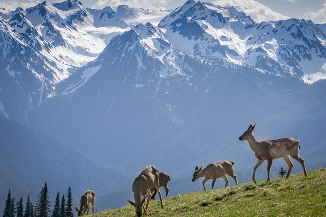 Explore Olympic National Park from Seattle through Van /Ferry - Olympic Game Farm: fun drive-through animals, with an extra fee