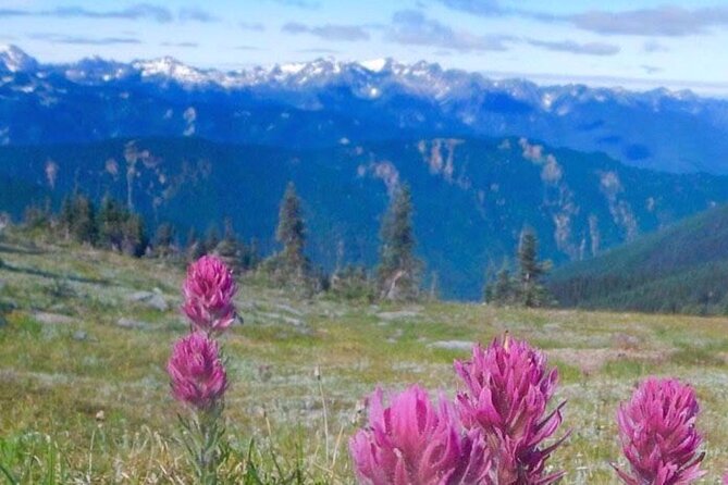 Explore Olympic National Park from Seattle through Van /Ferry - Hurricane Ridge: big views, cold surprises, and fast-changing weather