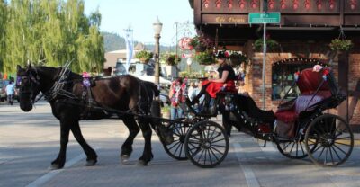 From Seattle: Day Trip Through The Cascades to Leavenworth - The forest walk or snowshoe: easy distance, real winter views