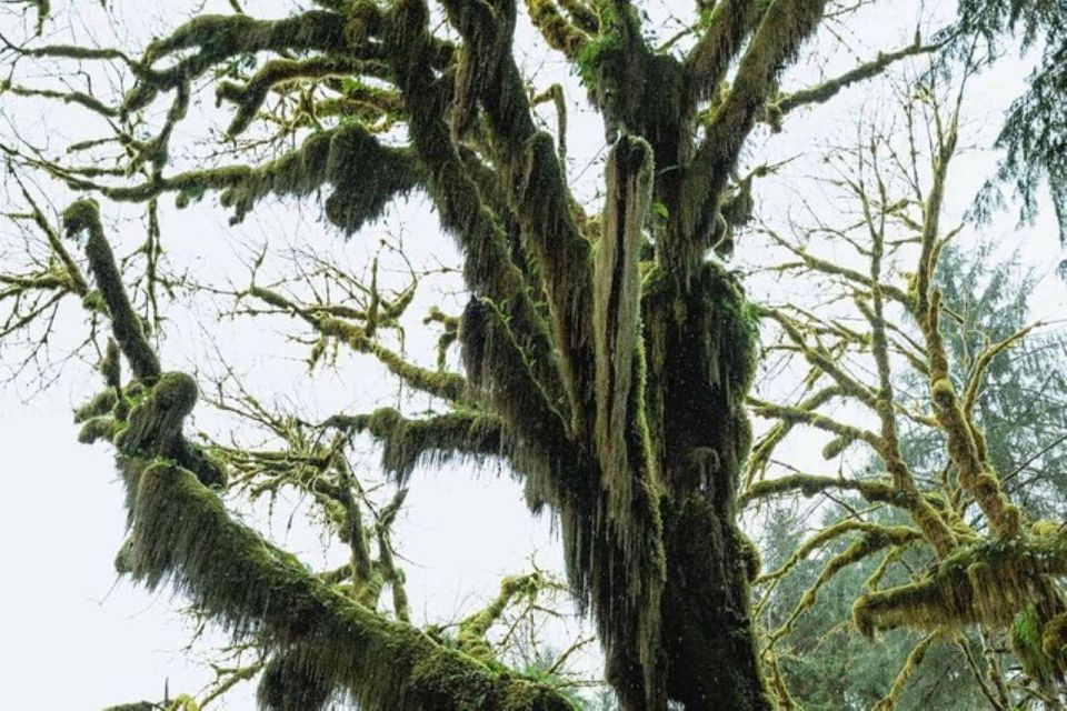 From Seattle: Twilight Forks Washington Tour - Bainbridge Island Scenic Drive: Starting with Northwest Views