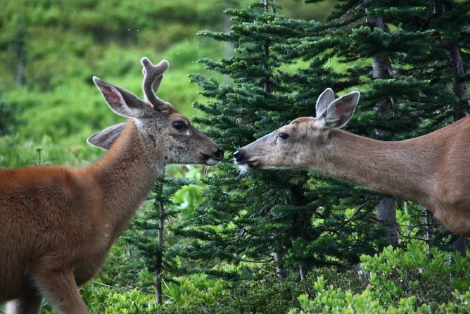 Hike Mt. Rainier & Taste Yakima Valley Wine: All-Inclusive Day Tour from Seattle - The drive back via Snoqualmie Pass: views, snacks, and unwinding