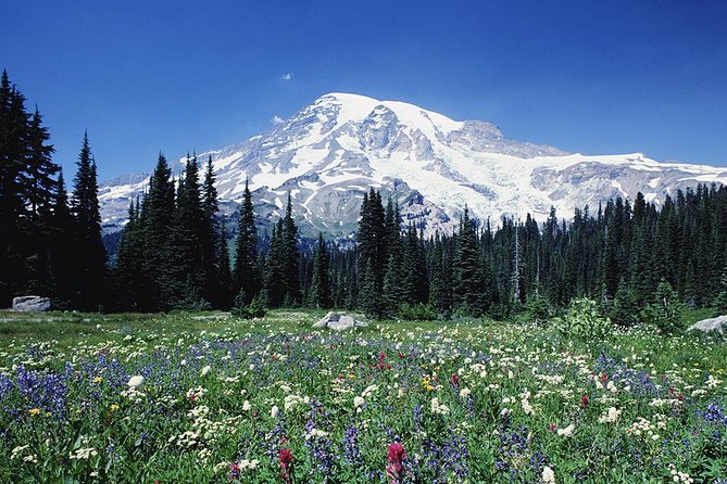 Mt. Rainier Day Tour from Seattle - Seattle to Rainier: the easiest way to escape city mode