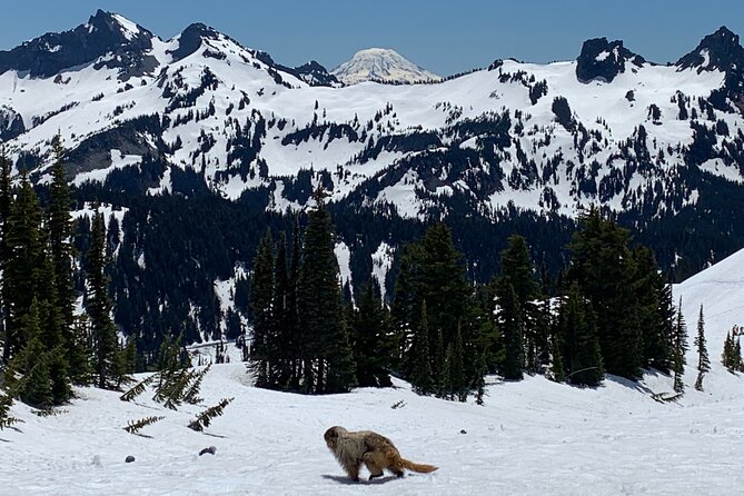 Mt. Rainier highlights - old forest, falls and glaciers - Reflection Lake and the Cascades Views: Why This Stops Matter