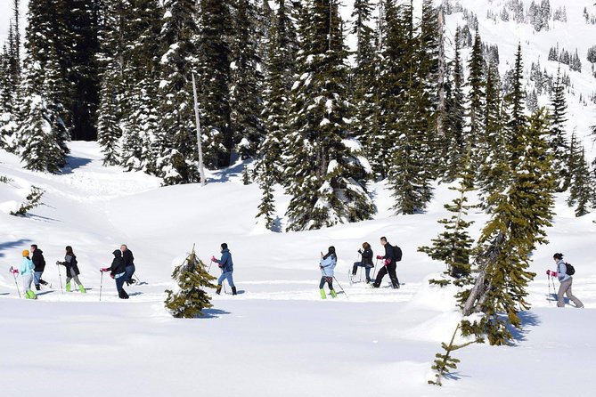 Mt. Rainier National Park Highlights Tour - Pickup, Bus Comfort, and Why the Group Format Works