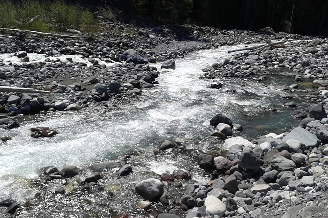 Mt Rainier Private Tour Experience in SUV - Walking Levels Are Built In: Moderate, Light, or No Walking