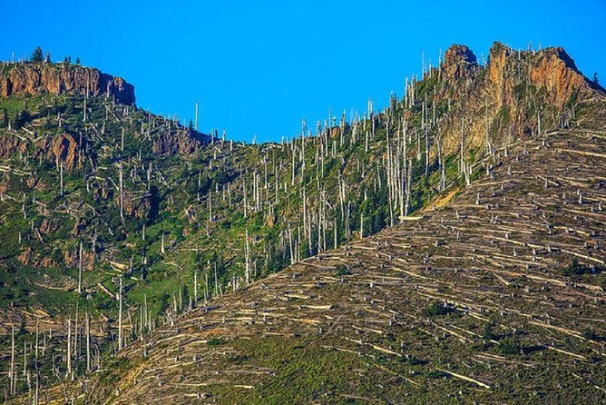 Mt. St. Helens National Monument from Seattle: All-Inclusive Small-Group Tour - Coldwater Lake boardwalk: a calmer walk with big meaning
