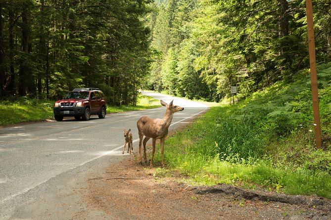 Olympic National Park Day Tour from Seattle - Lake Crescent: Clear Water, Old-Growth Trails, and Boat Rentals