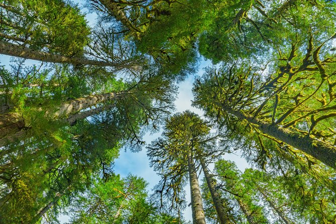 Olympic National Park Day Tour from Seattle - Sol Duc Falls and Elwha River: Optional Waterfalls, Salmon Season, and Hot Springs