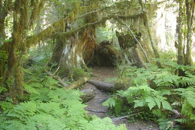 Olympic Peninsula and Forest Tour - Key things to know before you go