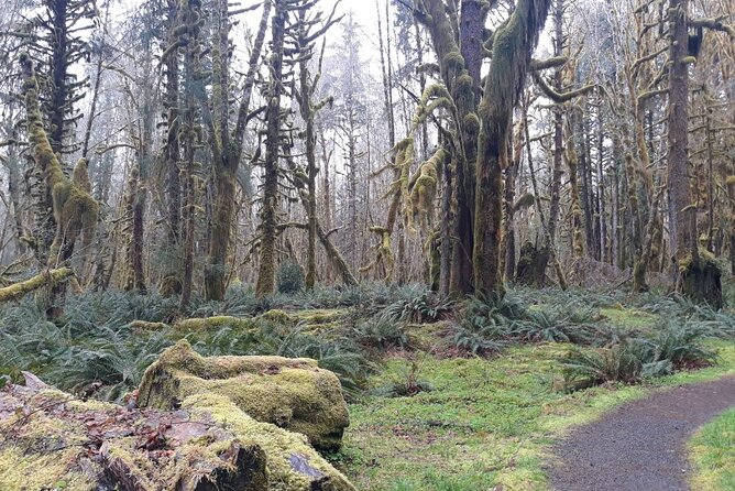 Olympic Peninsula and Forest Tour - Private car day trip from Seattle: what you’re really paying for