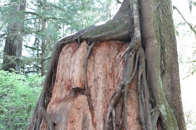 Olympic Peninsula and Forest Tour - Big-tree moment: spotting the world’s largest Sitka Spruce