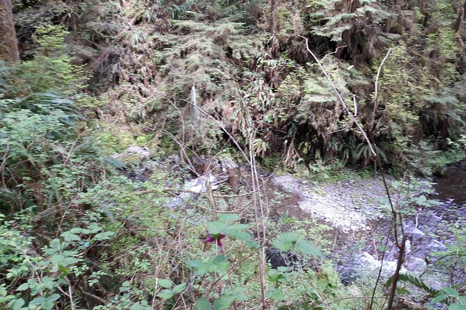 Olympic Peninsula and Forest Tour - Tacoma on the way home: Dome views and a car museum stop