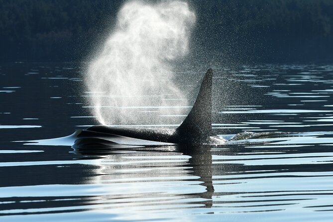 Only Wildlife and Whale Watching Tour Leaving from Seattle - Key takeaways before you book