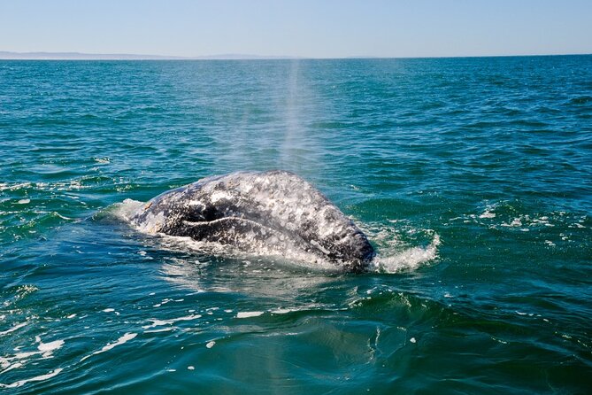 Only Wildlife and Whale Watching Tour Leaving from Seattle - Pier 69 to the open water: why this launch is such a smart start