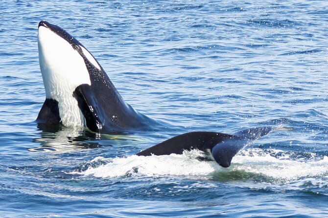 Only Wildlife and Whale Watching Tour Leaving from Seattle - Onboard naturalist: turning a sighting into real understanding