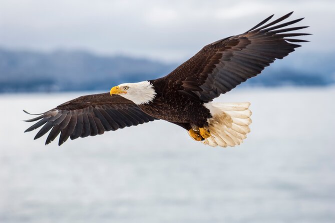 Only Wildlife and Whale Watching Tour Leaving from Seattle - Seating vs deck reality: standard, premium, and how to get a good view