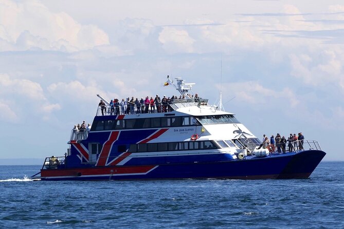 Only Wildlife and Whale Watching Tour Leaving from Seattle - The boat ride experience: comfort, crowding, and how it really feels