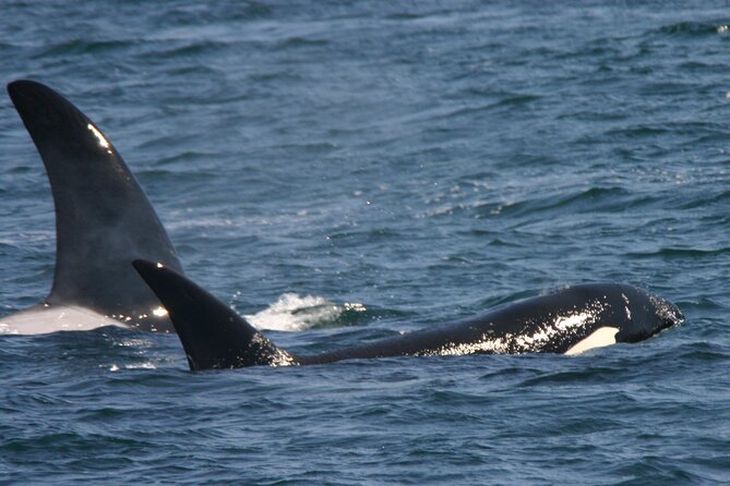 Only Wildlife and Whale Watching Tour Leaving from Seattle - Duration and timing: why your day may run longer than you expect