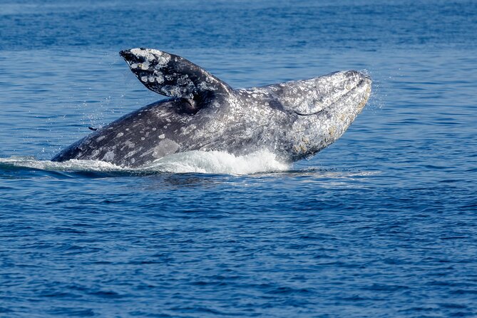Only Wildlife and Whale Watching Tour Leaving from Seattle - The Salish Sea search: what you can realistically hope to spot