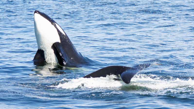 Seattle: Half-Day Wildlife and Whale Watching Cruise - Pier 69 to whales: what the first hour really feels like