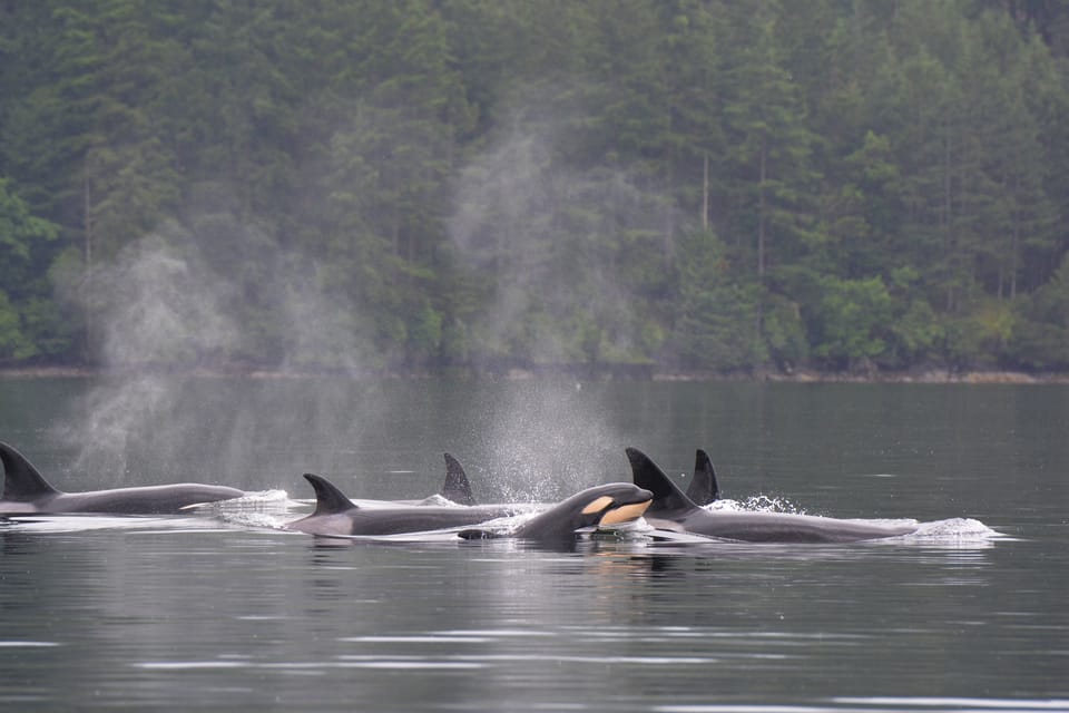 Seattle: Half-Day Wildlife and Whale Watching Cruise - The viewing rules that keep whales safe (and your photos better)