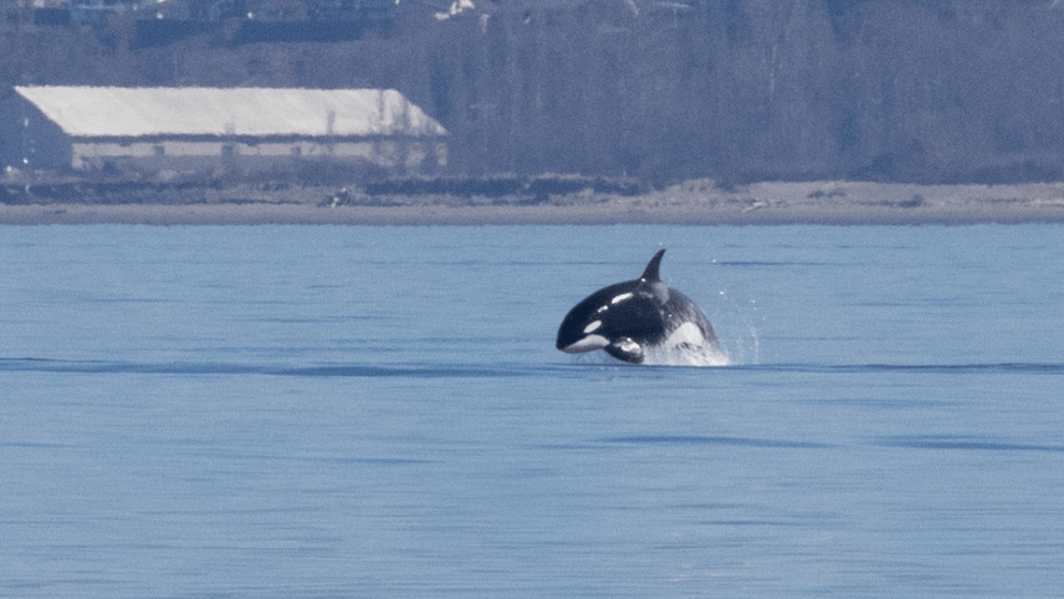 Seattle: Half-Day Wildlife and Whale Watching Cruise - Deck strategy: window seats, top-deck seating, and hearing the guide