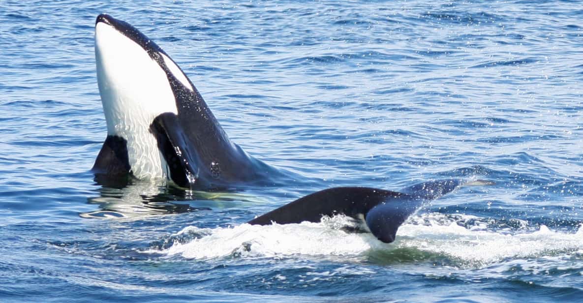 Seattle: Half-Day Wildlife and Whale Watching Cruise - Food, drinks, and the little costs that change the math