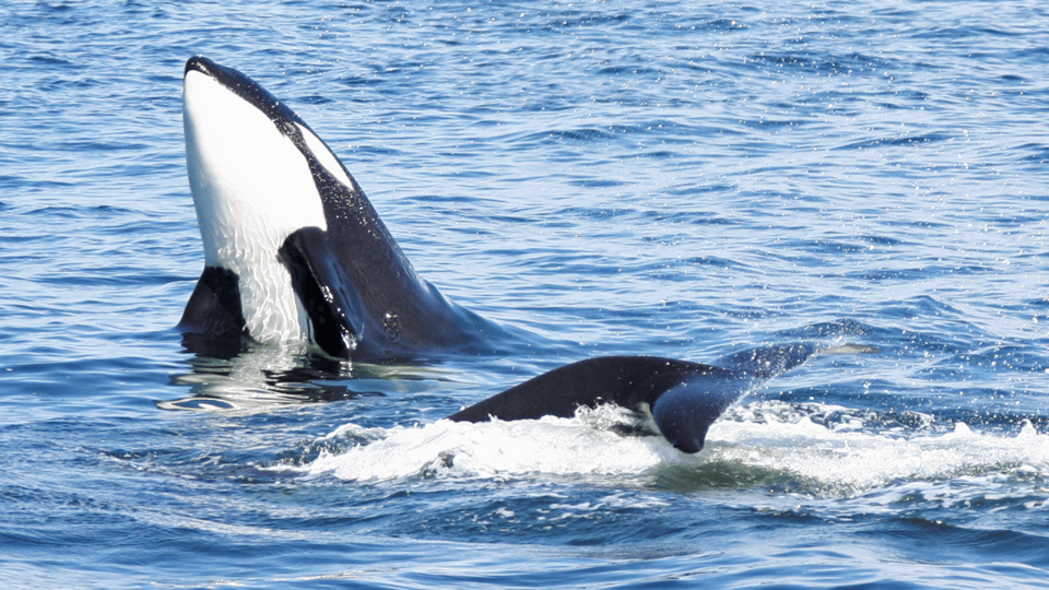 Seattle: Half-Day Wildlife and Whale Watching Cruise - How long should you plan for in Seattle?