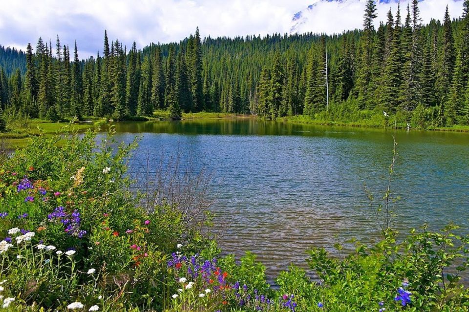 Seattle: Mount Rainier Park All-Inclusive Small Group Tour - Value check: $344 for 10.5 hours of guided Mt. Rainier time