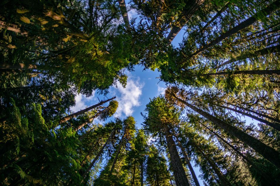 Seattle: Olympic National Park Small-Group Tour - Seattle Pickup to Your 12-Hour Park Day