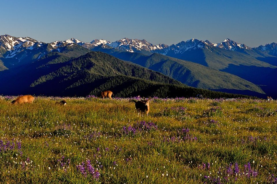 Seattle: Olympic National Park Small-Group Tour - Food That Makes the Day Work: Coffee, Snacks, and Lunch