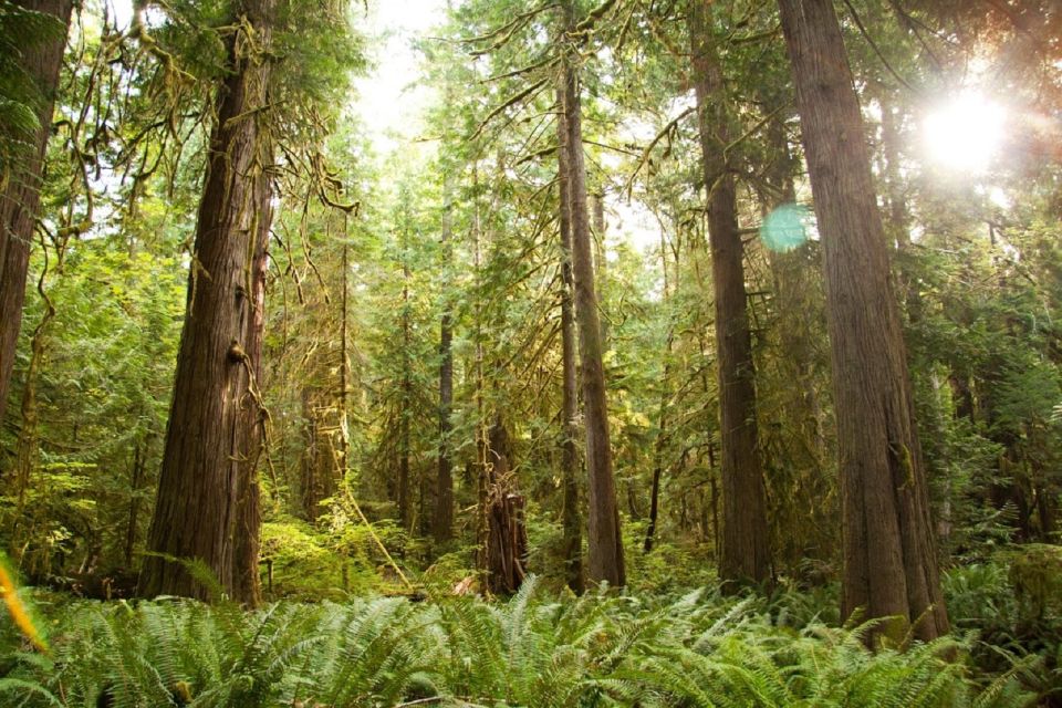 Seattle: Olympic National Park Small-Group Tour - What You’re Getting for $320: Value You Can Feel