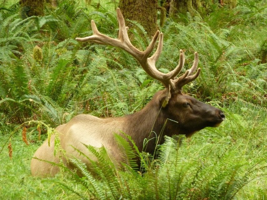 Seattle: Olympic National Park Small-Group Tour - Ferry to Bainbridge or a Wildlife Refuge Stretch