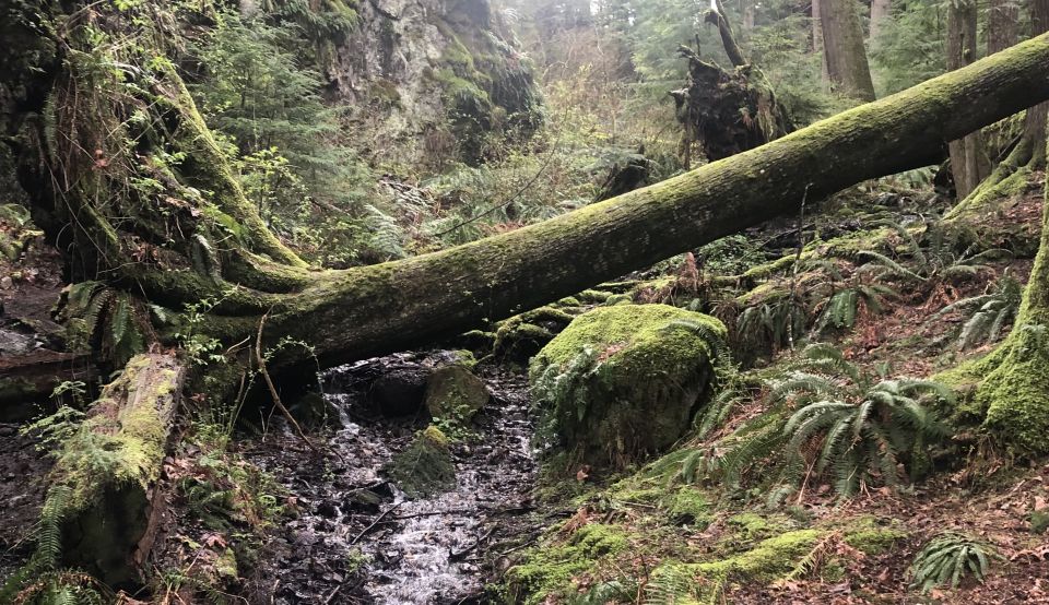 Seattle: Snoqualmie Falls and Twin Falls Guided Tour - From Hagen Coffee Roasters to the Cascades: how the day flows