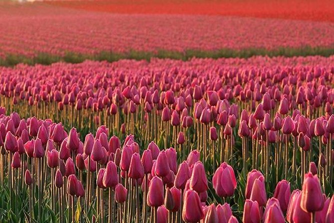 Skagit Valley Tulip Festival Day Tour from Seattle - Full-day Skagit Valley Tulip Festival: why this trip works from Seattle