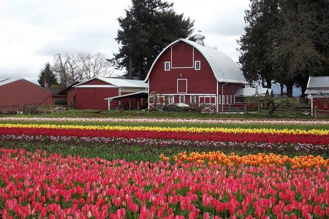 Skagit Valley Tulip Festival Day Tour from Seattle - Tulip Valley Farms: tulip rows, bulb buying, and 10 stem upick