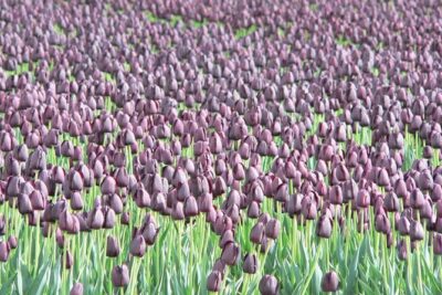 Skagit Valley Tulip Festival Day Tour from Seattle - The morning start: MoPOP pickup and an 8-hour day plan