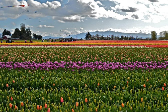 Skagit Valley Tulip Festival Day Tour from Seattle - Price and value: is $185.72 a fair deal?