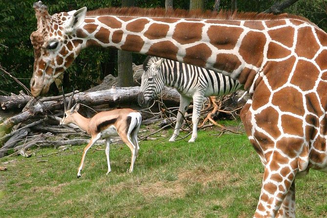 Skip the Line: Daily Admission at Woodland Park Zoo Ticket - Key highlights you’ll actually use