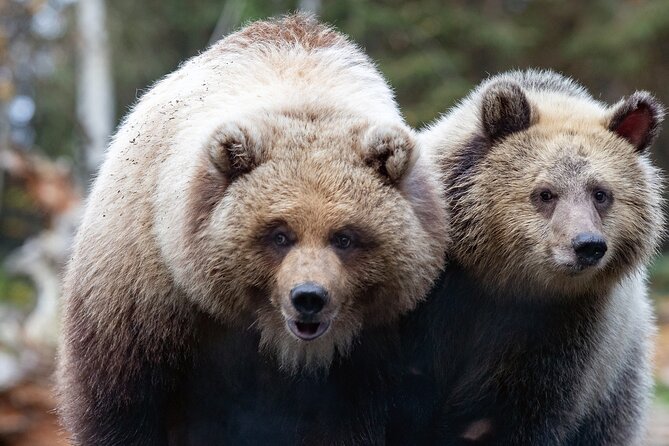 Skip the Line: Daily Admission at Woodland Park Zoo Ticket - 92 Acres of Habitats: How to Plan a Zoo Day in 1–6 Hours