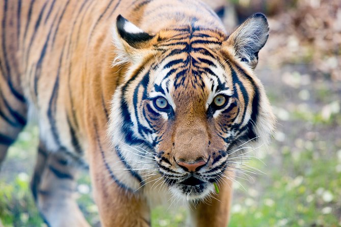 Skip the Line: Daily Admission at Woodland Park Zoo Ticket - Penguin Underwater Viewing and Other Must-See Moments