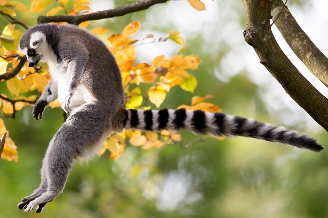Skip the Line: Daily Admission at Woodland Park Zoo Ticket - Zoomazium for Kids: When You Need Indoor Energy