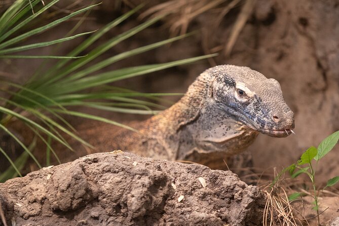 Skip the Line: Daily Admission at Woodland Park Zoo Ticket - When Animals Aren’t Out: Managing Expectations Without Ruining the Day