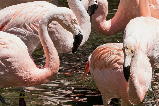 Skip the Line: Daily Admission at Woodland Park Zoo Ticket - Optional Extras: Carousel, Feeding, and Special Events